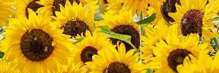 Energie update Gele Zon levenspad 27 juni - 9 juli 2022